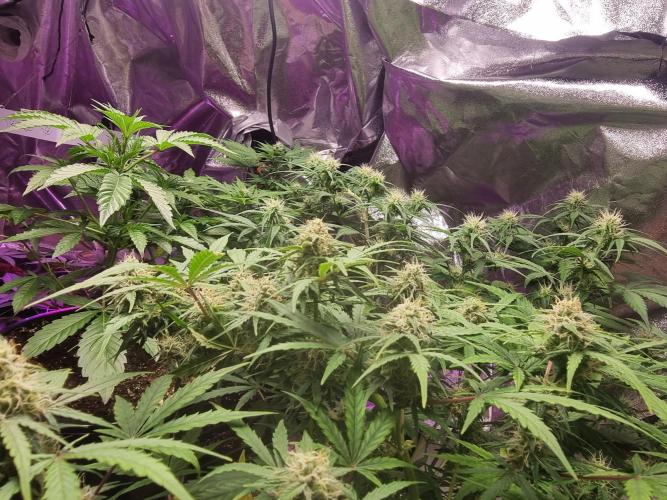 Barneys farm. Week 9