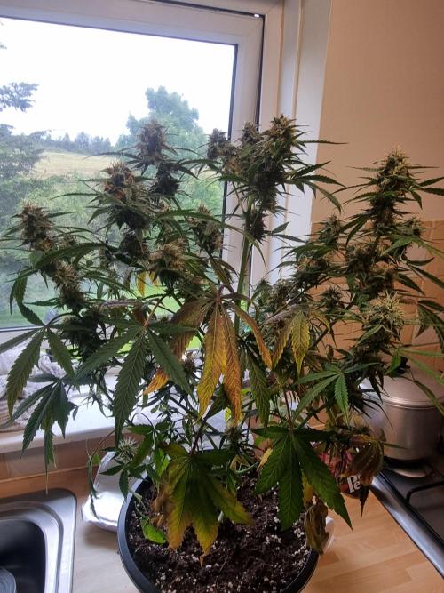 Orange Buddy Auto. Week 13