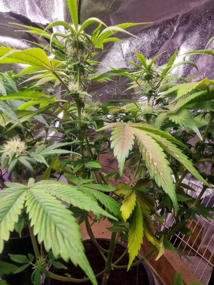 Og kush auto. Week 5 - Og kush