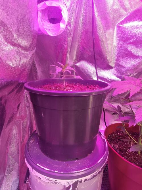 Pineapple slush/ thin mint x sour pinot. Week 5