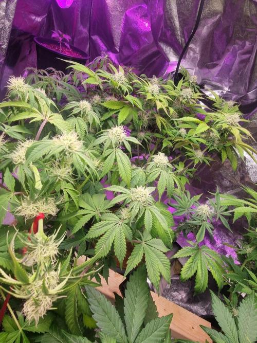 Og kush auto. Week 6
