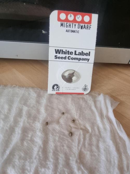 Mighty Dwarf Auto. Week 0