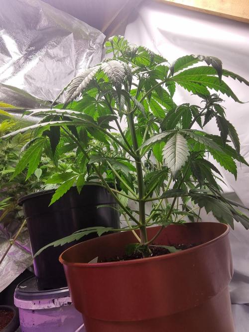 Pineapple slush/ thin mint x sour pinot. Week 8