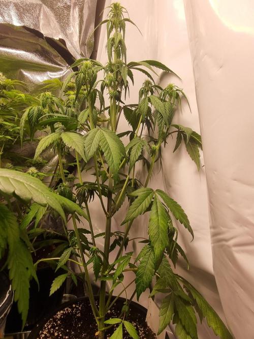 Skywalker OG Runtz XL Auto . Week 5