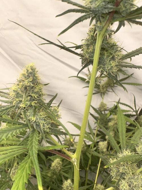 Mephisto grow. Week 9