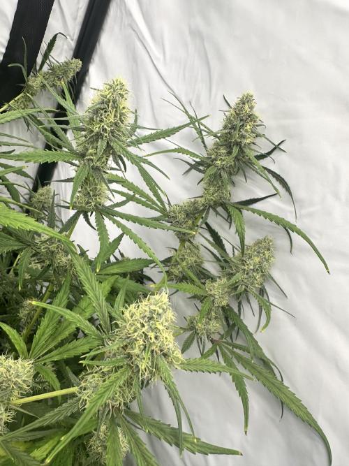 Mephisto grow. Week 9