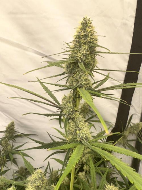 Mephisto grow. Week 9