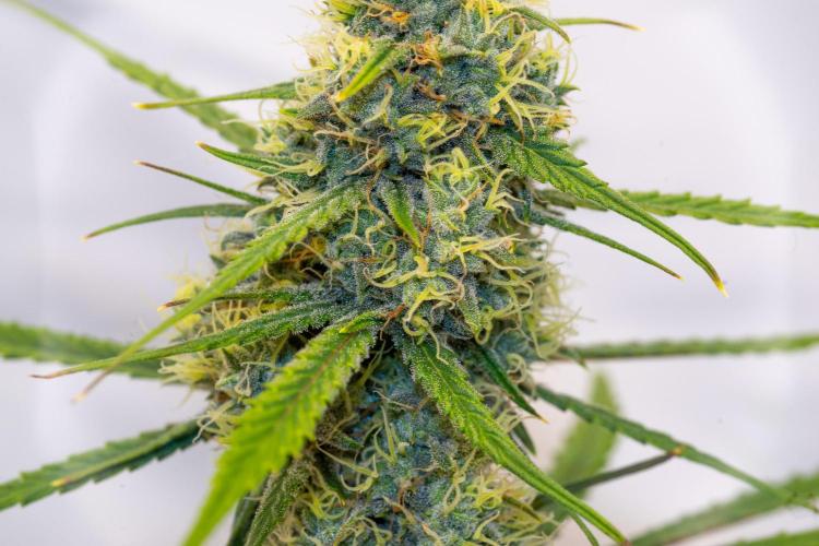 Mephisto grow. Week 10 - 505