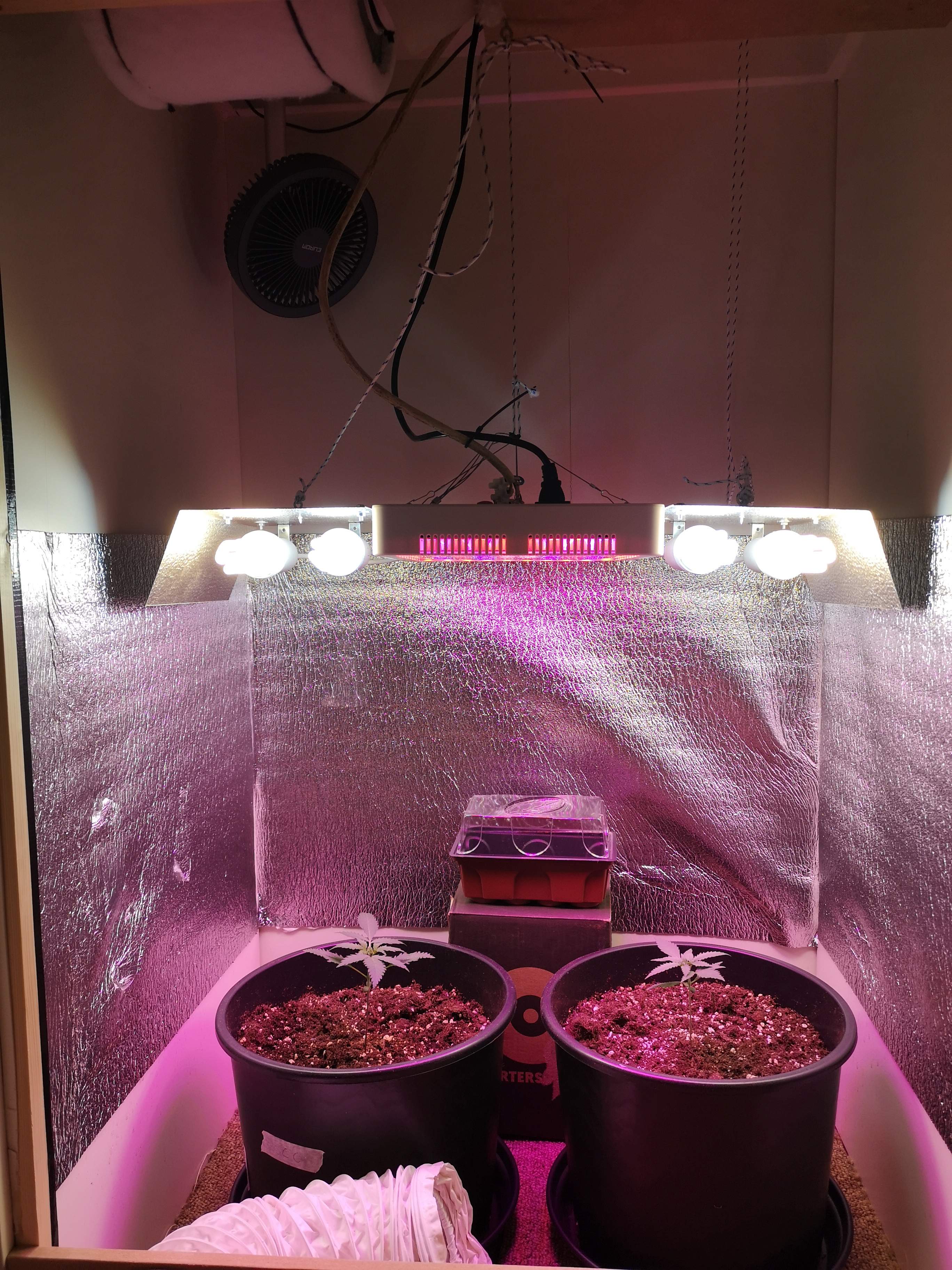 Sweet Seeds Cream Caramel Auto®, Dutch Passion CBD Auto Blackberry Kush