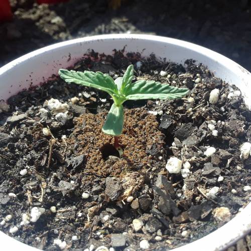 White Widow Autoflower, Pineapple Kush Automatic, Blue Dream Autoflower, Northern Light Auto