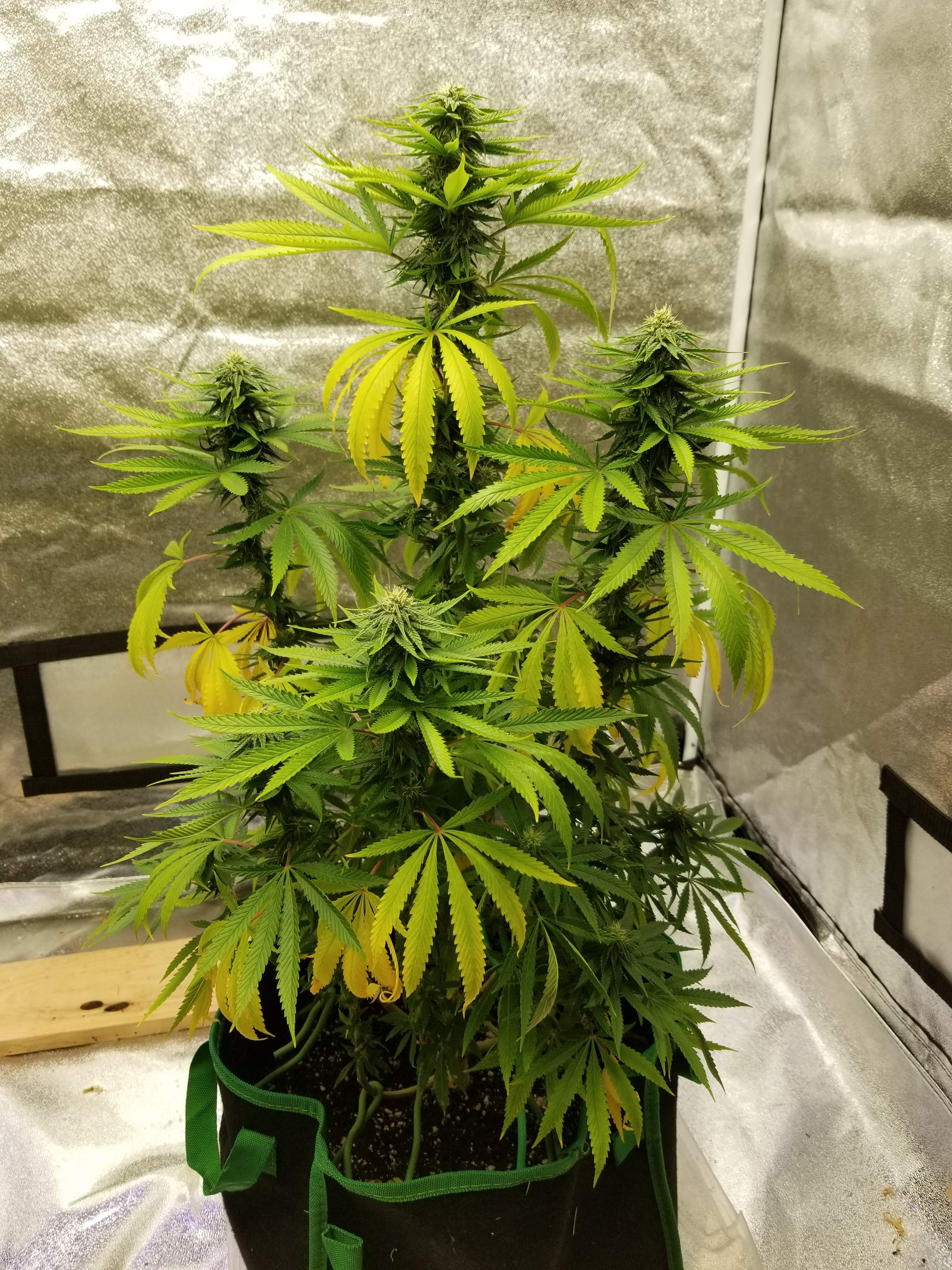 Dutch Passion Auto Durban Poison grow diary (journal) week16 by