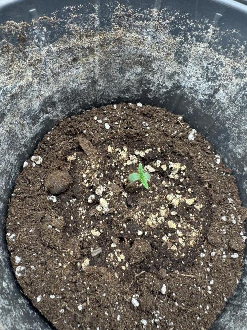 Frozen BLACK CHERRY AUTO. Week 1