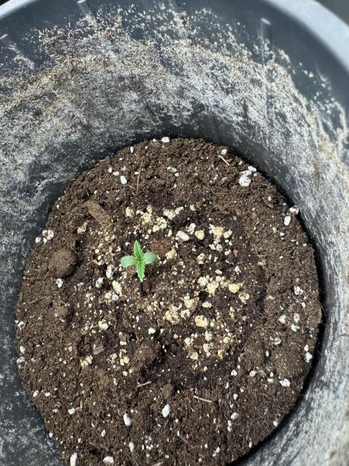Frozen BLACK CHERRY AUTO. Week 1