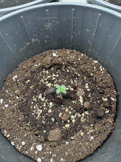 BLACK ORCHID AUTO. Week 1