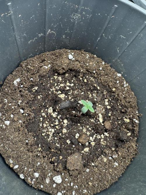 BLACK ORCHID AUTO. Week 1