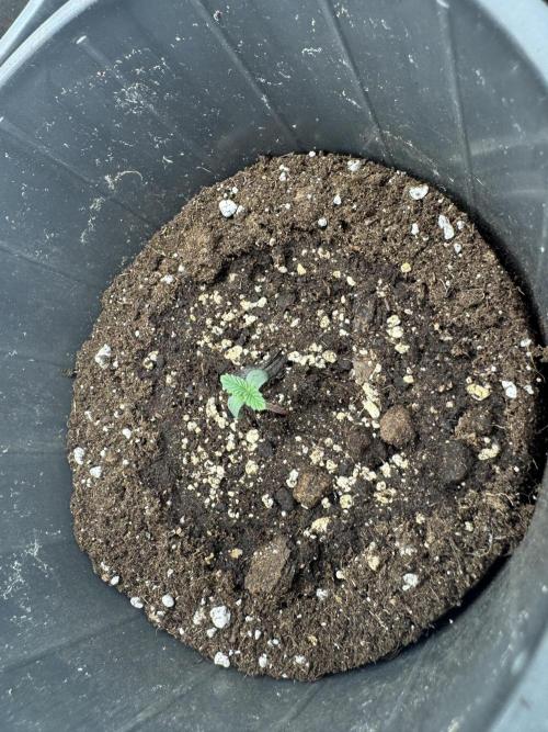 BLACK ORCHID AUTO. Week 1