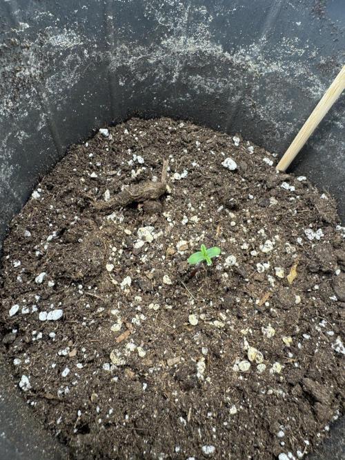 GIGABRAIN AUTO. Week 1
