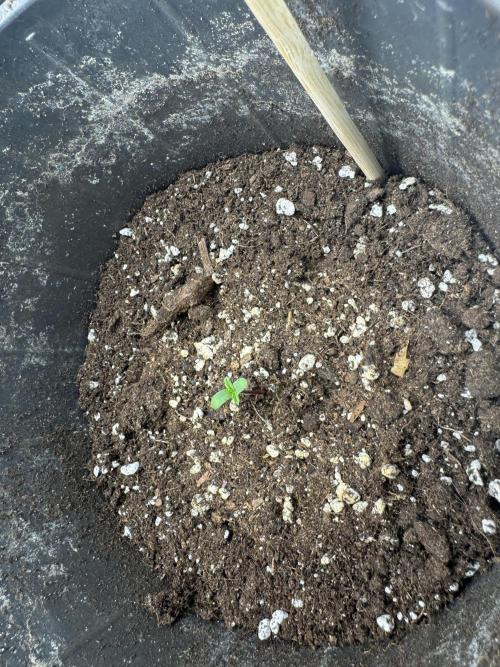 GIGABRAIN AUTO. Week 1