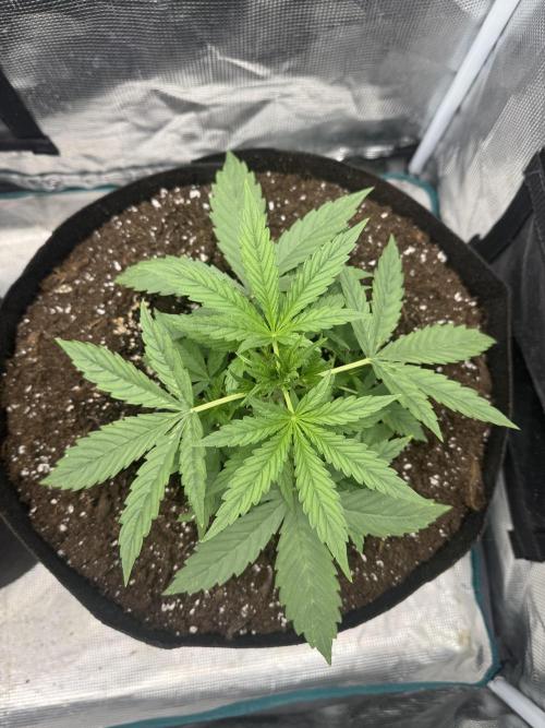 BLACK ORCHID AUTO. Week 2