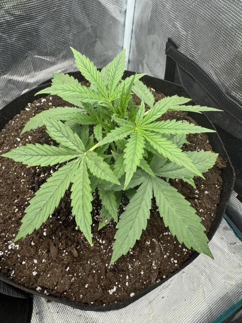 BLACK ORCHID AUTO. Week 2