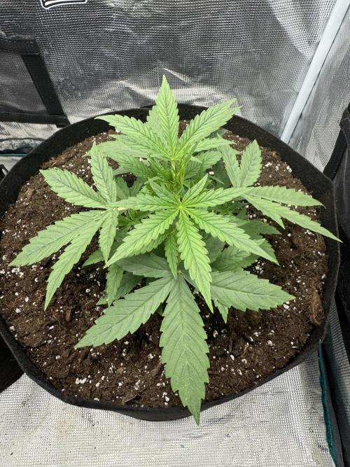 BLACK ORCHID AUTO. Week 2