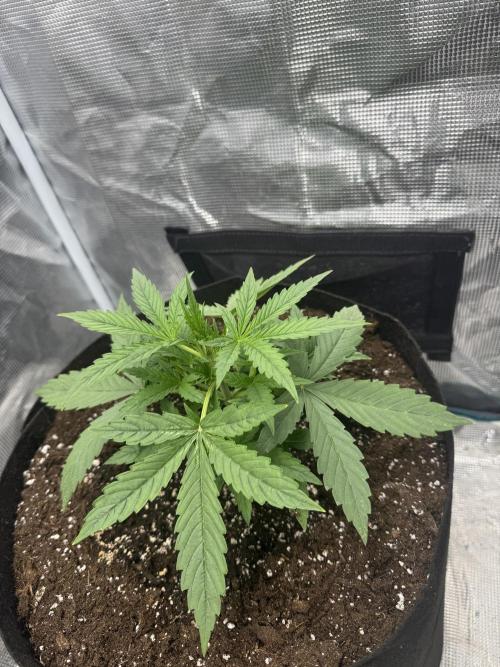 Black Orchid Auto. Week 2