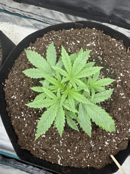 Frozen BLACK CHERRY AUTO. Week 2