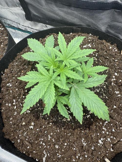 Frozen BLACK CHERRY AUTO. Week 2