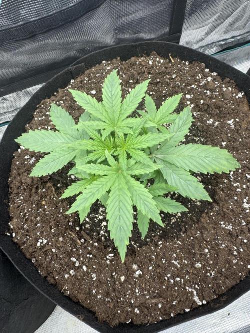 Frozen BLACK CHERRY AUTO. Week 2