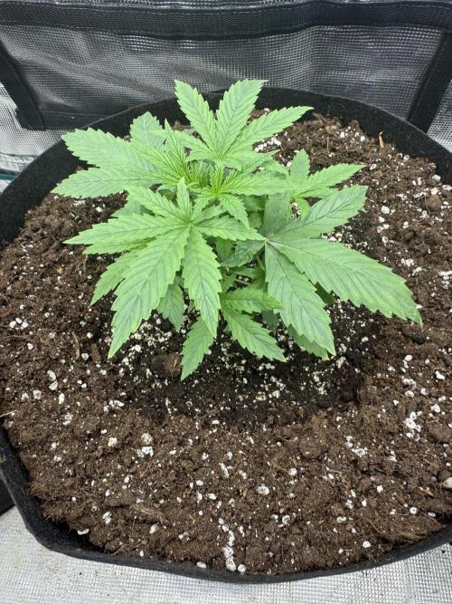 Frozen Black Cherry Auto. Week 2