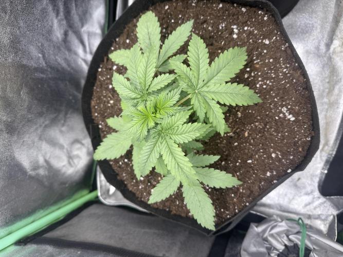 Giga Brain Auto. Week 2