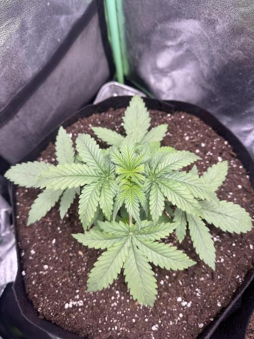 GIGABRAIN AUTO. Week 2