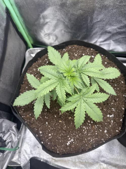GIGABRAIN AUTO. Week 2