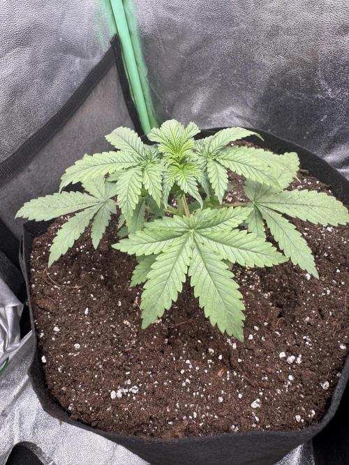 GIGABRAIN AUTO. Week 2