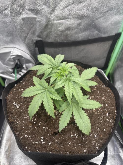 Giga Brain Auto. Week 2