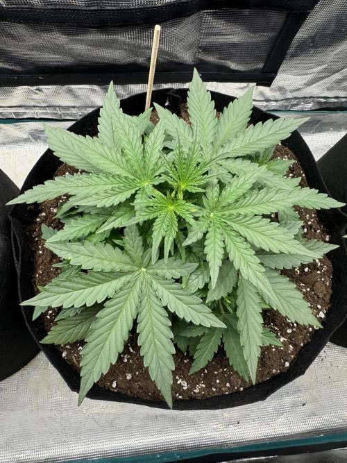 GIGABRAIN AUTO. Week 3