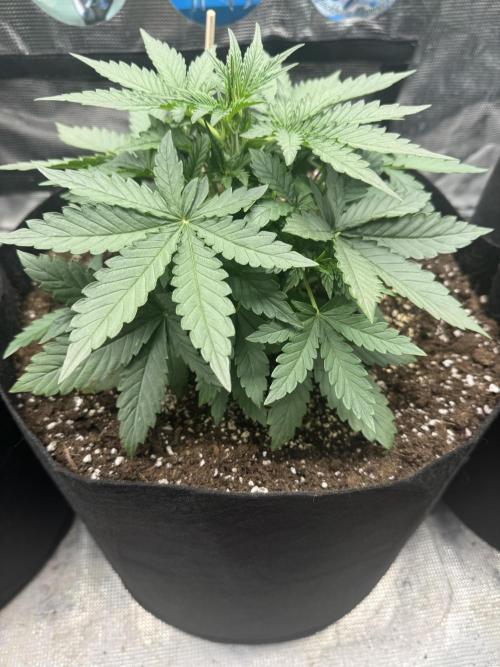 GIGABRAIN AUTO. Week 3