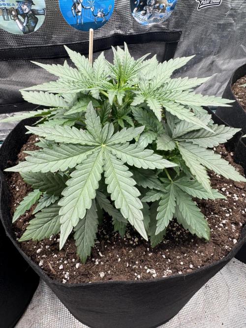 GIGABRAIN AUTO. Week 3