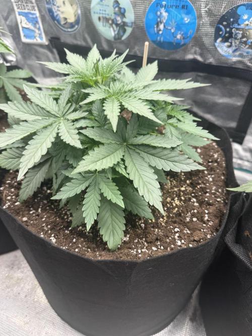 GIGABRAIN AUTO. Week 3