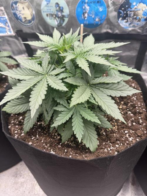 GIGABRAIN AUTO. Week 3