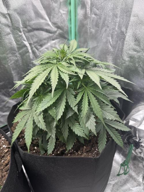 Frozen BLACK CHERRY AUTO. Week 3