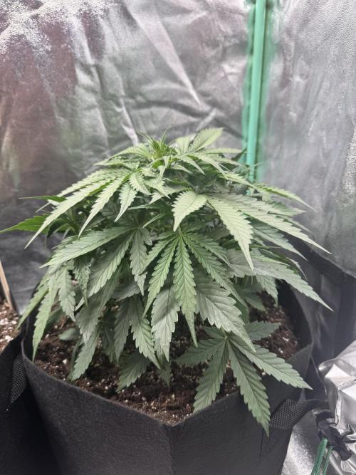 Frozen BLACK CHERRY AUTO. Week 3