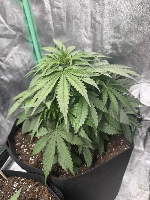 Frozen BLACK CHERRY AUTO. Week 3