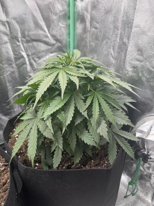 Frozen BLACK CHERRY AUTO. Week 3