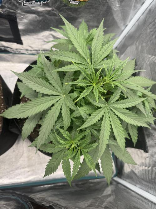 BLACK ORCHID AUTO. Week 3