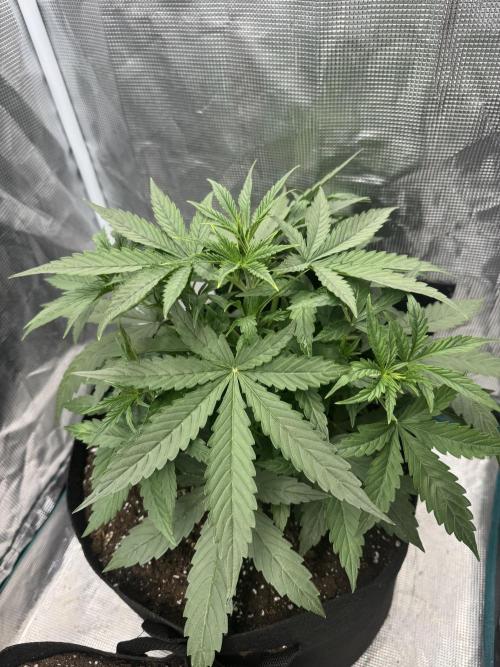BLACK ORCHID AUTO. Week 3