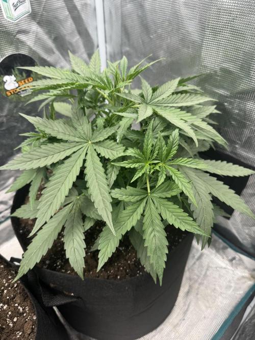 BLACK ORCHID AUTO. Week 3