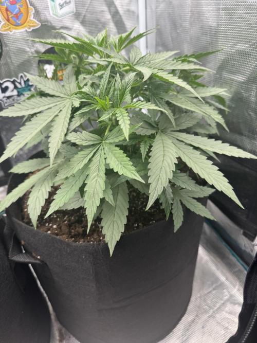 Black Orchid Auto. Week 3