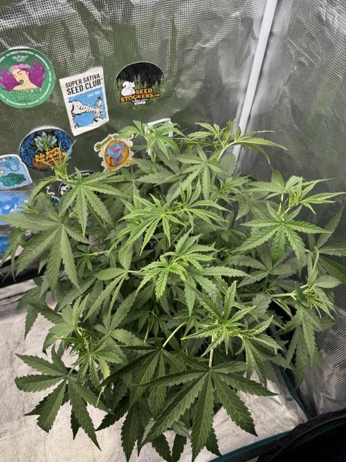 BLACK ORCHID AUTO. Week 4