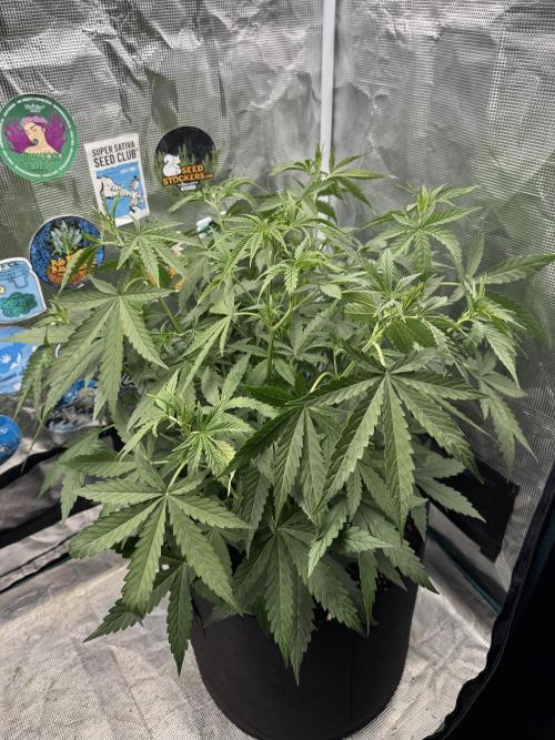 BLACK ORCHID AUTO. Week 4